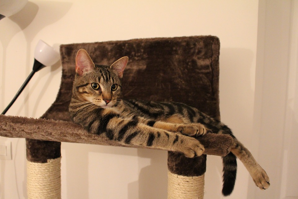 Une bonne cohabitation chat et chien commence idéalement tôt